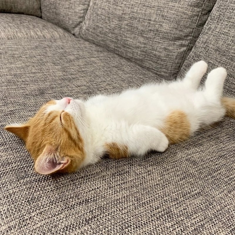 Naporan život jedne mačke