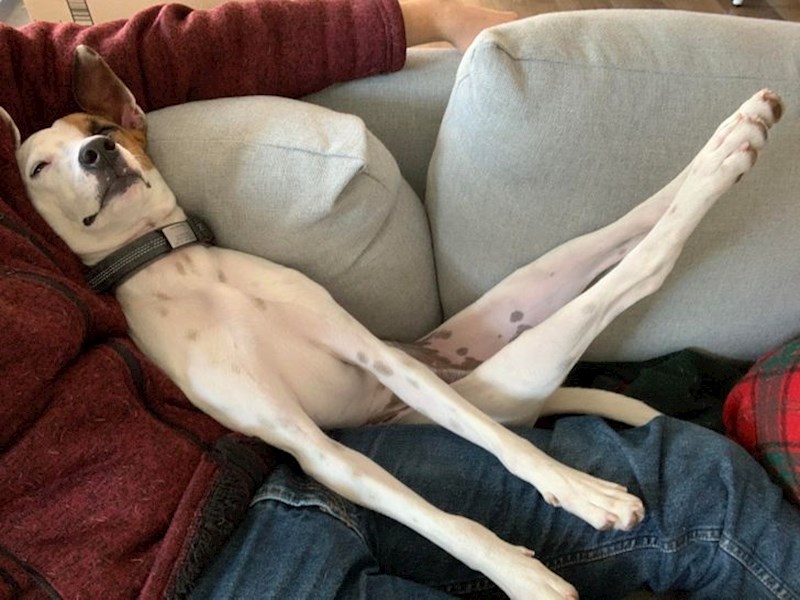 Imam jednostavno previše nogu...