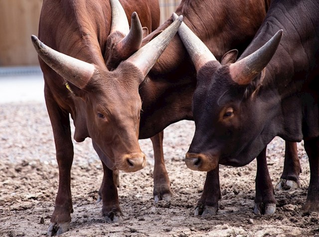 Afrička krava Ankole - Watusi