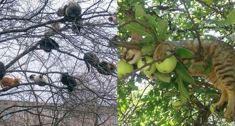 Tridesetak mačaka koje pokazuju vještinu spavanja na stablu u nemogućem položaju