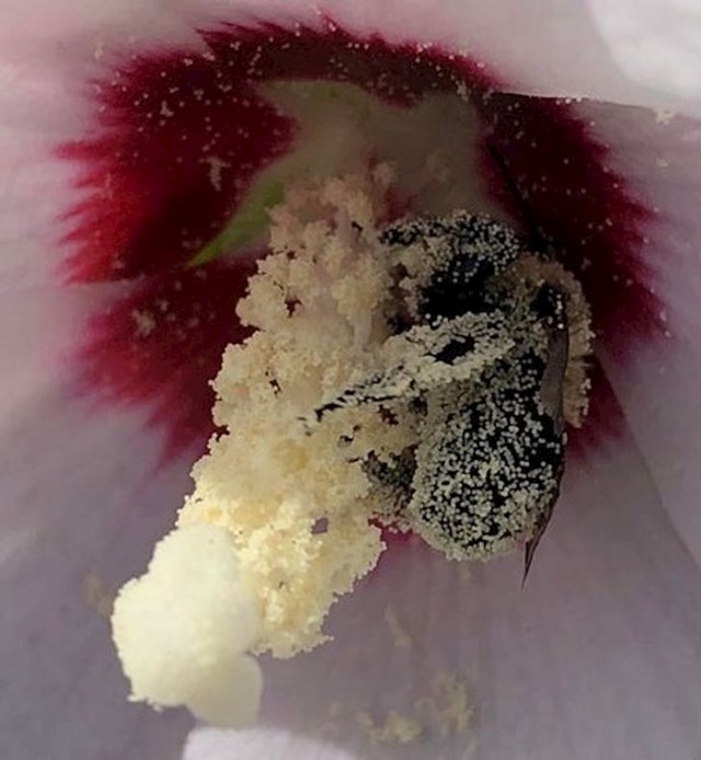 Pčela prekrivena peludom