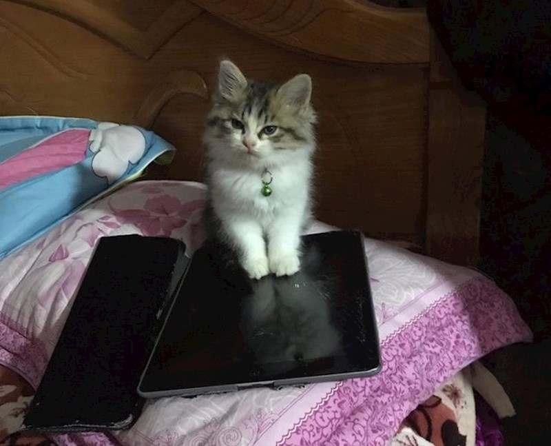 "Sestrina mačka uništila je iPad, pogledajte to lice"