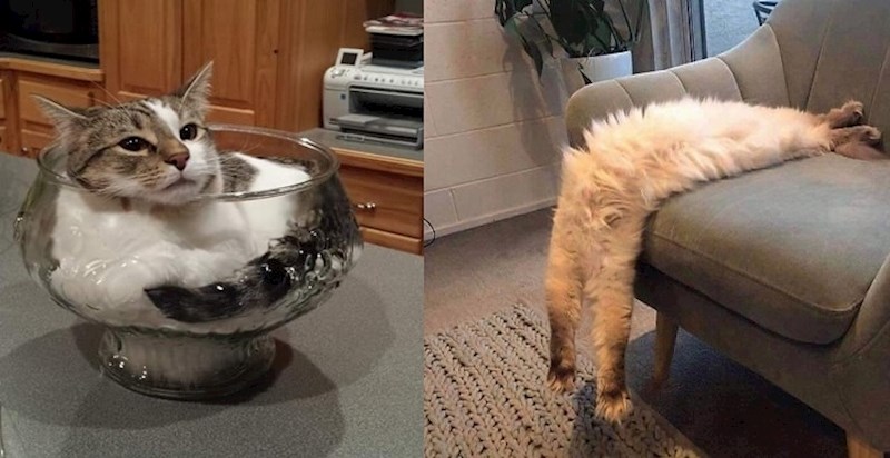 Mačke koje su na vrlo čudan način poništile sva pravila fleksibilnosti