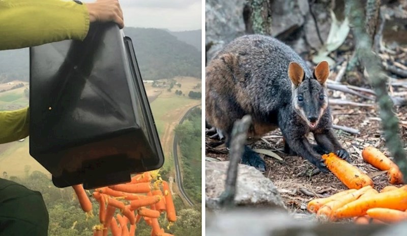 Preživjele životinje u Australiji sada umiru od gladi, pa im bacaju povrće iz zraka