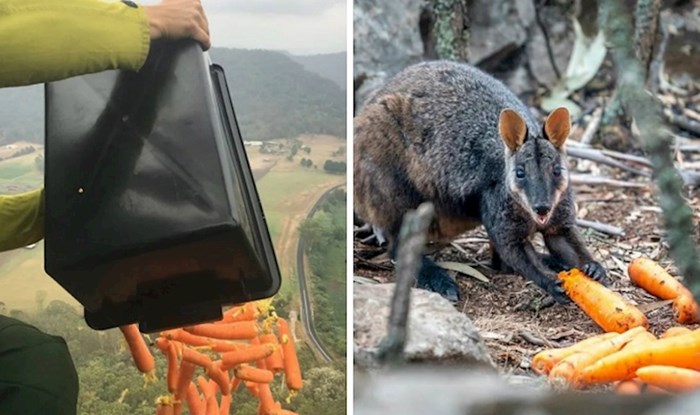Preživjele životinje u Australiji sada umiru od gladi, pa im bacaju povrće iz zraka