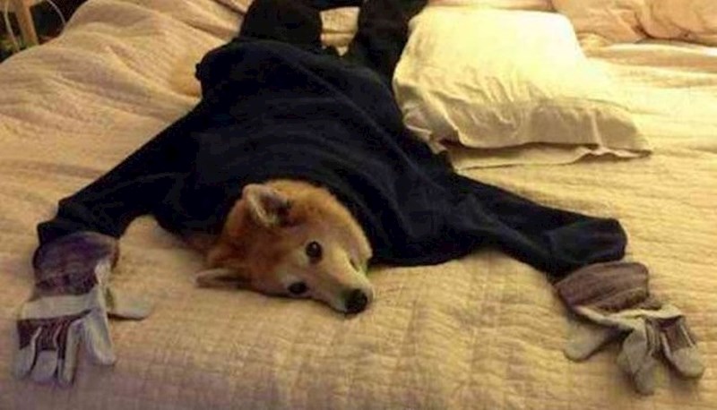 "Upravo su mi poslali ovo..."