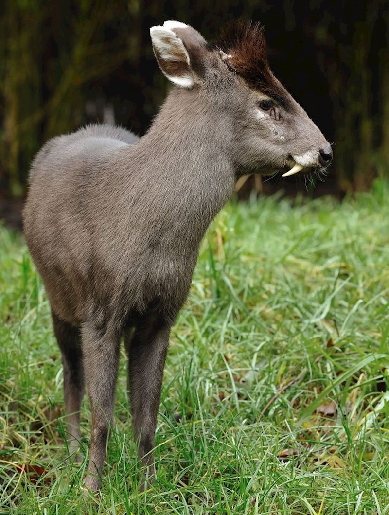 Elaphodus cephalophus, vrsta jelena koji podsjeća na vampira