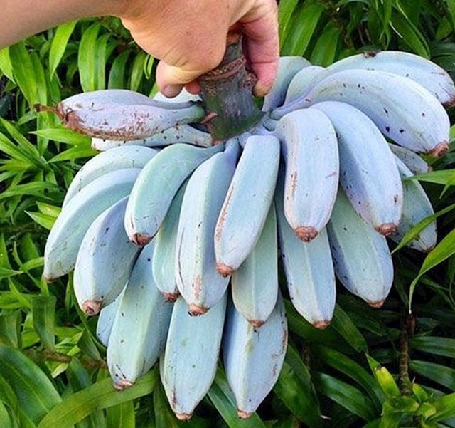 Plava Java banana ima konzistenciju kao sladoled i okus sličan vaniliji