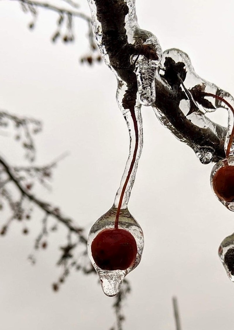 Led se formirao oko višnje