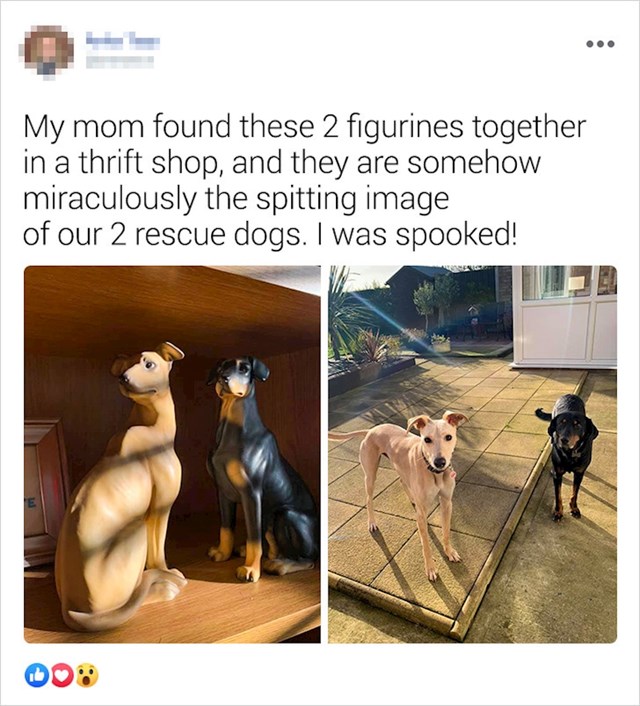 "Mama je pronašla ove dvije figurice koje izgledaju jednako kao psi koje smo udomili..."