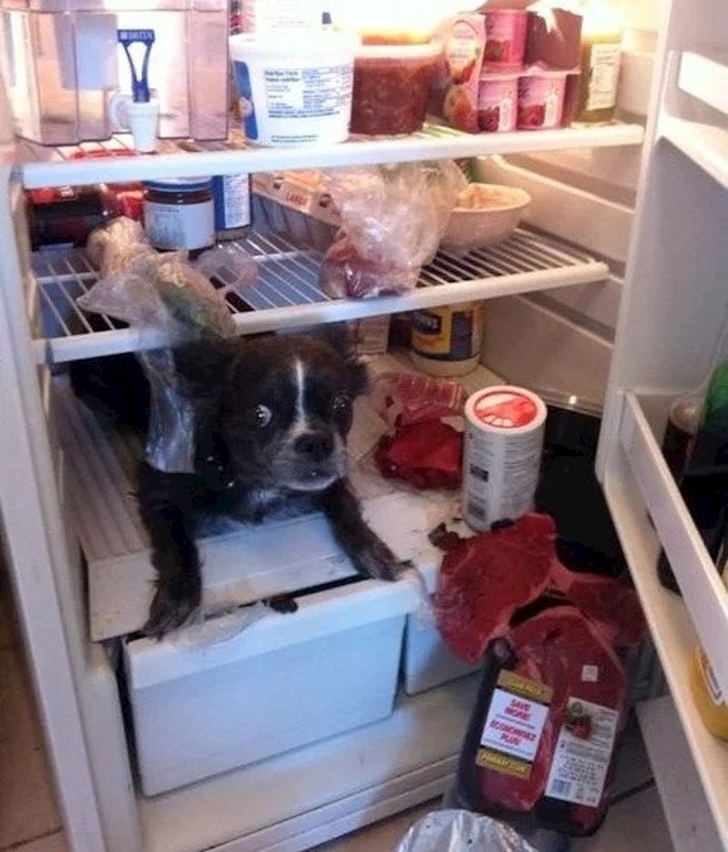 "Vratio sam se doma s posla i zatekao ovo..."