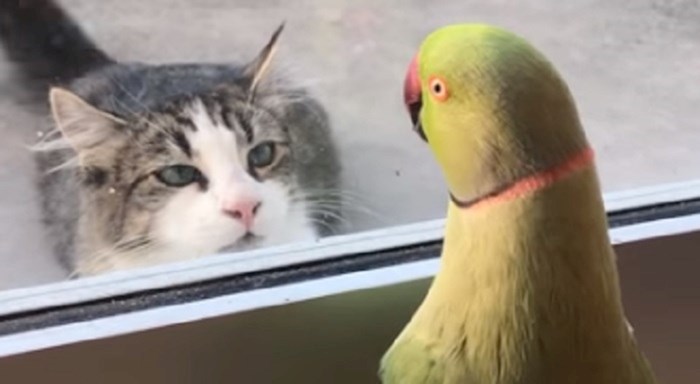 Vlasnici su fotkali svoju papigu koja se igrala skrivača sa susjedovom mačkom