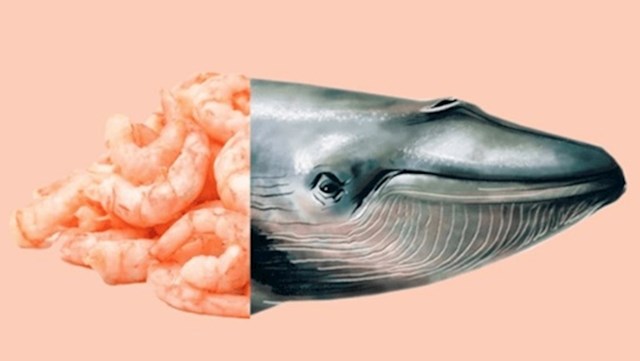 Plavi kit pojede pola milijuna kalorija u jednom zalogaju