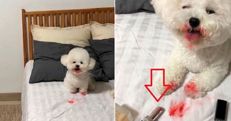 13 ljubimaca zbog kojih su njihovi vlasnici skoro doživjeli srčani udar