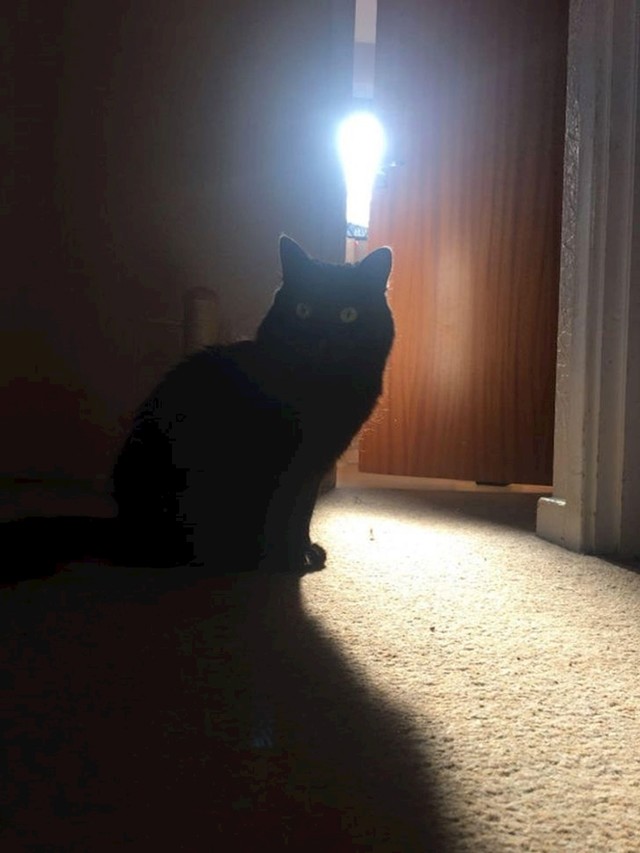 Mačka ima ideju!