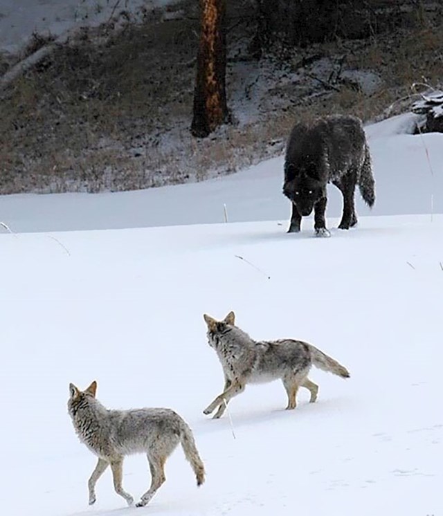 Vuk i kojoti