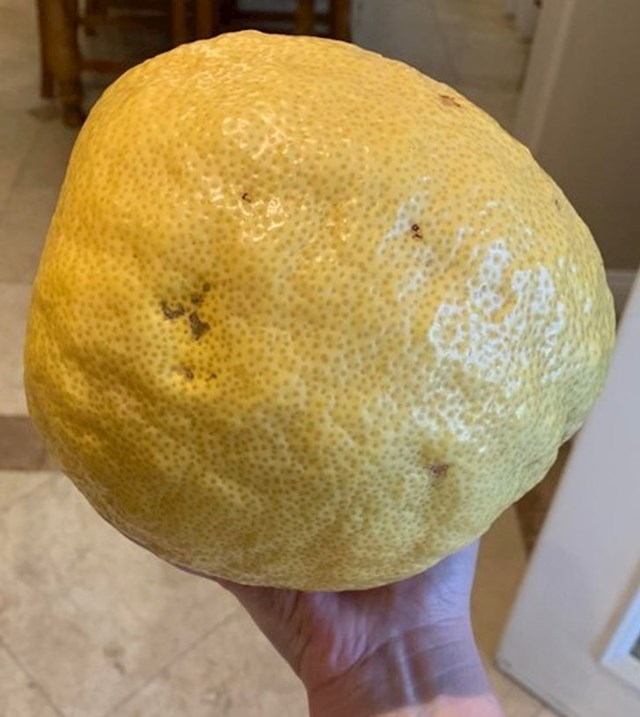 Limun veličine rukometne lopte