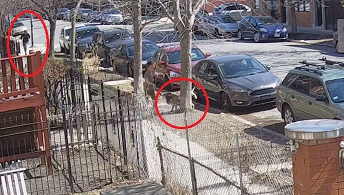 Ovaj video pokazuje zašto nije pametno trčati pored ljudi koji šeću pse
