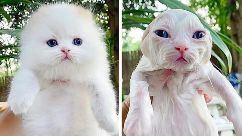 Urnebesne fotke ljubimaca koje su vlasnici natjerali na kupanac