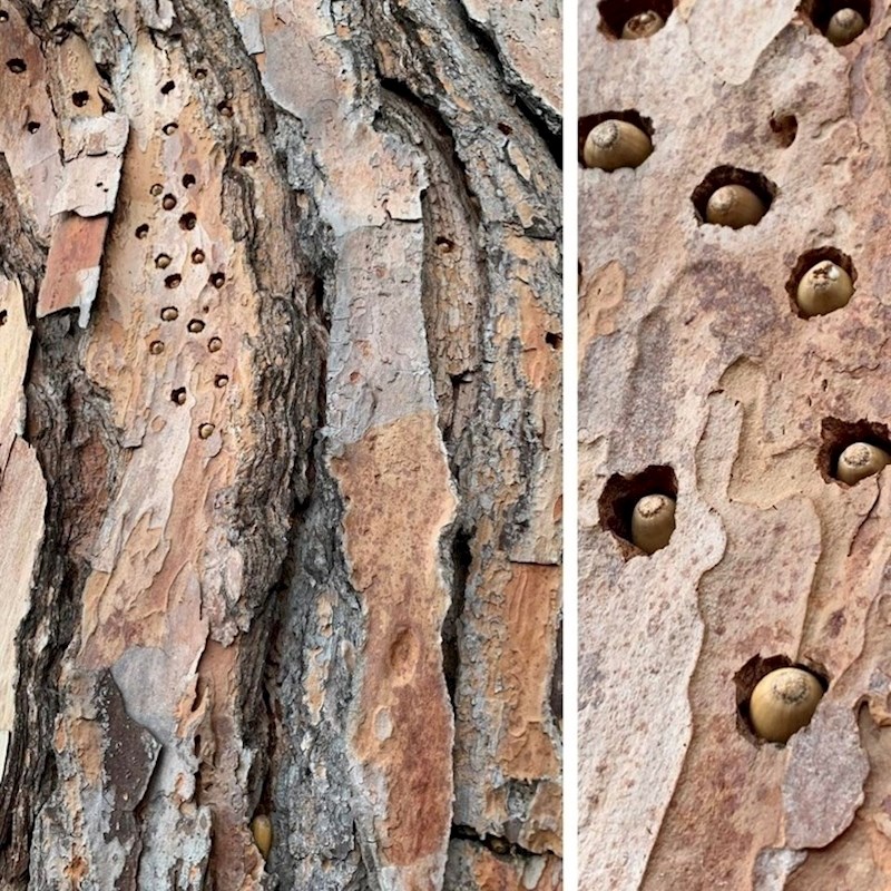 Vjeverice su popunile rupe u stablu sa žirevima