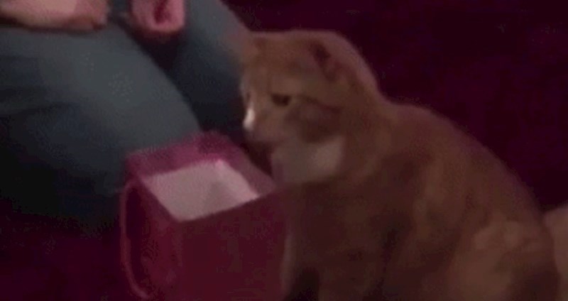 Macu je jako zanimalo što je u vrećici, sve je završilo jako urnebesno