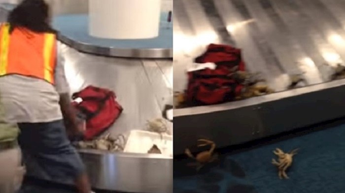 Putnici na aerodromu nisu mogli vjerovati što hoda po traci za kovčege, video je postao hit