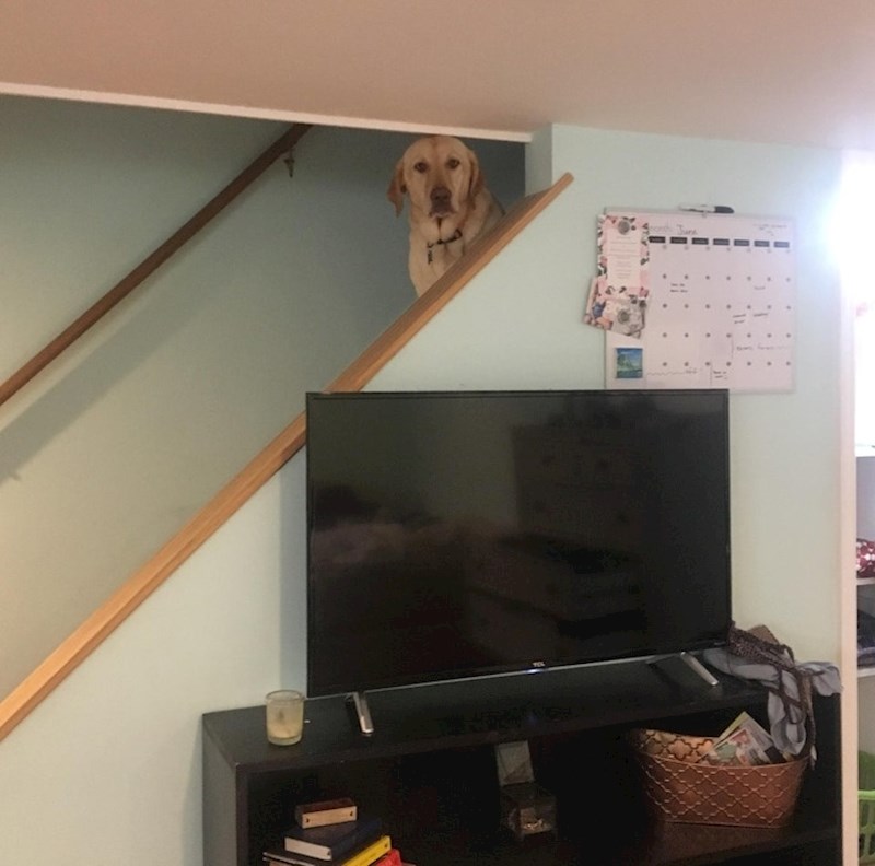 "Već neko vrijeme nas ovako gleda, nije nam jasno zašto..."