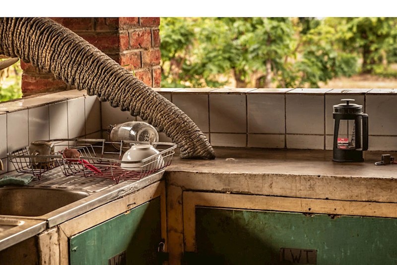 "The Kitchen Elephant" Gunther De Bruyne