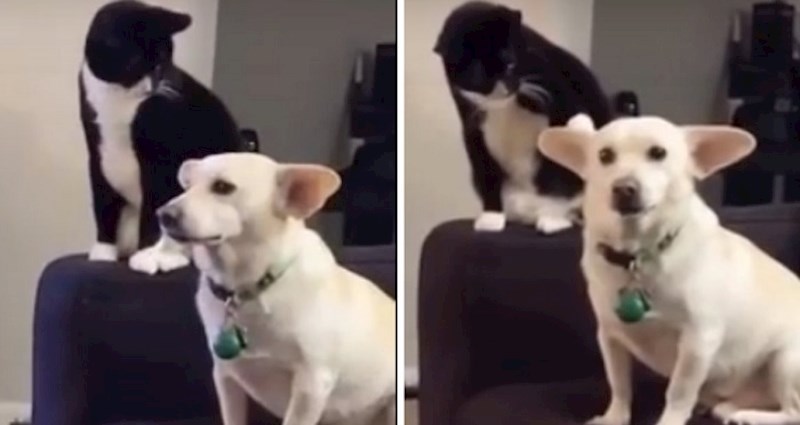 Mačka je kovala plan kako da udari psa, on nije imao pojma što ga čeka