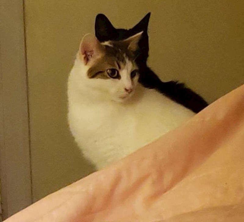 "Sjena moje mačke zapravo je moja druga mačka"