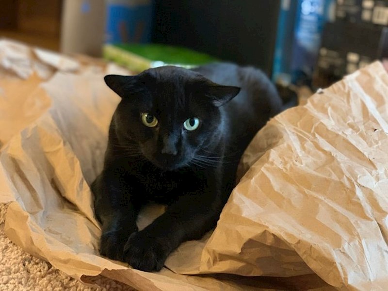 Maca sa spuštenim ušima