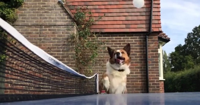 Igrali su stolni tenis, a njihov pas se svim silama trudio uhvatiti lopticu