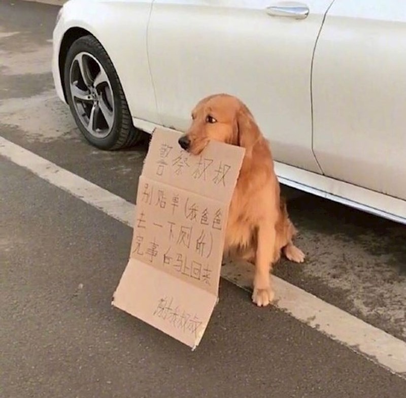 Prijevod:  "Molim vas, nemojte kazniti moju vlasnicu! U WC-u je i vratit će se svakog trenutka!"