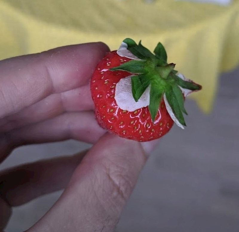 Jagoda na kojoj su još ostale latice