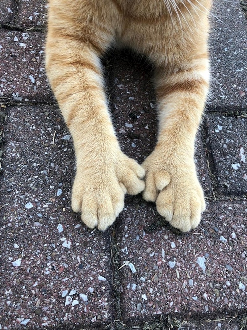 Ova mačka ima polidaktilizam