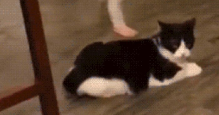 Ovo je najpokvarenija i najpodlija maca koju ste ikad vidjeli