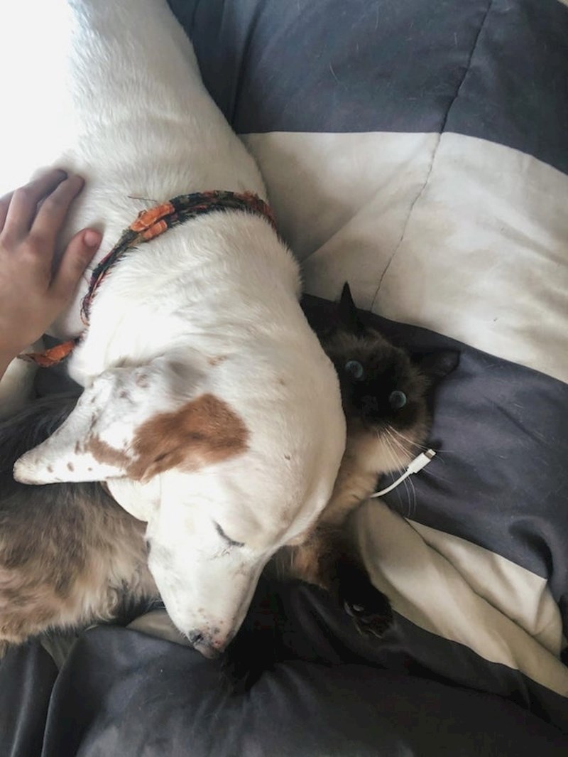 "Moj pas je postao ljubomoran kada sam mazio mačku, pa joj je sjeo na glavu"