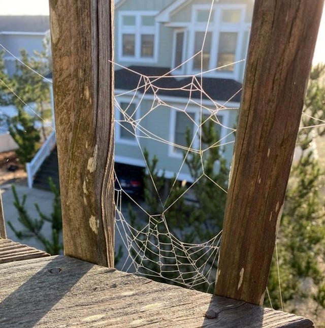 Prepoznajete li Spidermana?