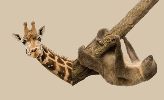Ljenjivac ima više kostiju u vratu nego žirafa