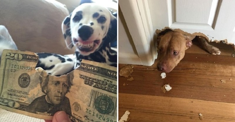 Ljudi su fotkali ljubimce koje su uhvatili u opakom zločinu