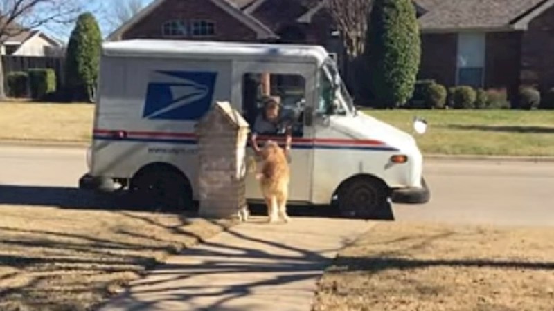 VIDEO Ovoj obitelji poštanski sandučić nije potreban zahvaljujući njihovom psu
