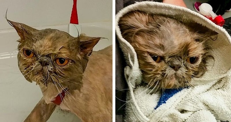 13 kućnih ljubimaca koji su se našli u nevolji