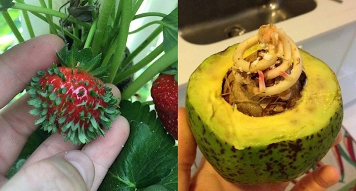 20 biljaka koje nam pokazuju da je priroda fascinantna sila