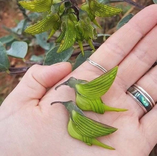 Australijska biljka ima cvijet u obliku kolibrića
