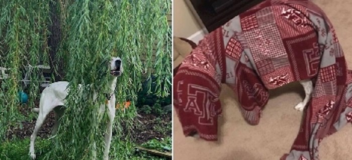 Vlasnici ovih pasa objavili su njihove urnebesne fotke na kojima se pokušavaju sakriti