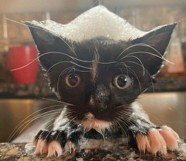 Ni ova maca se ne voli kupati
