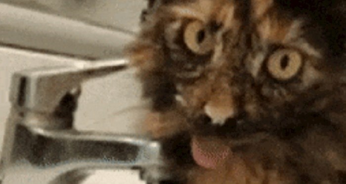 Vlasnici ove mačke umiru od smijeha kada ona pije vodu