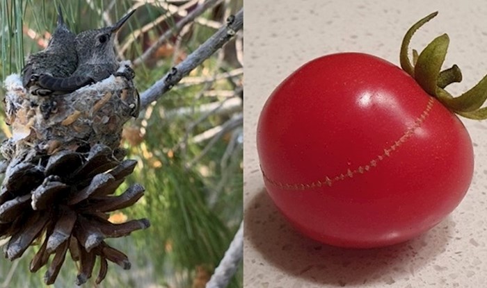 20 fascinantnih fotki koje su ljudi uslikali na neočekivanim mjestima