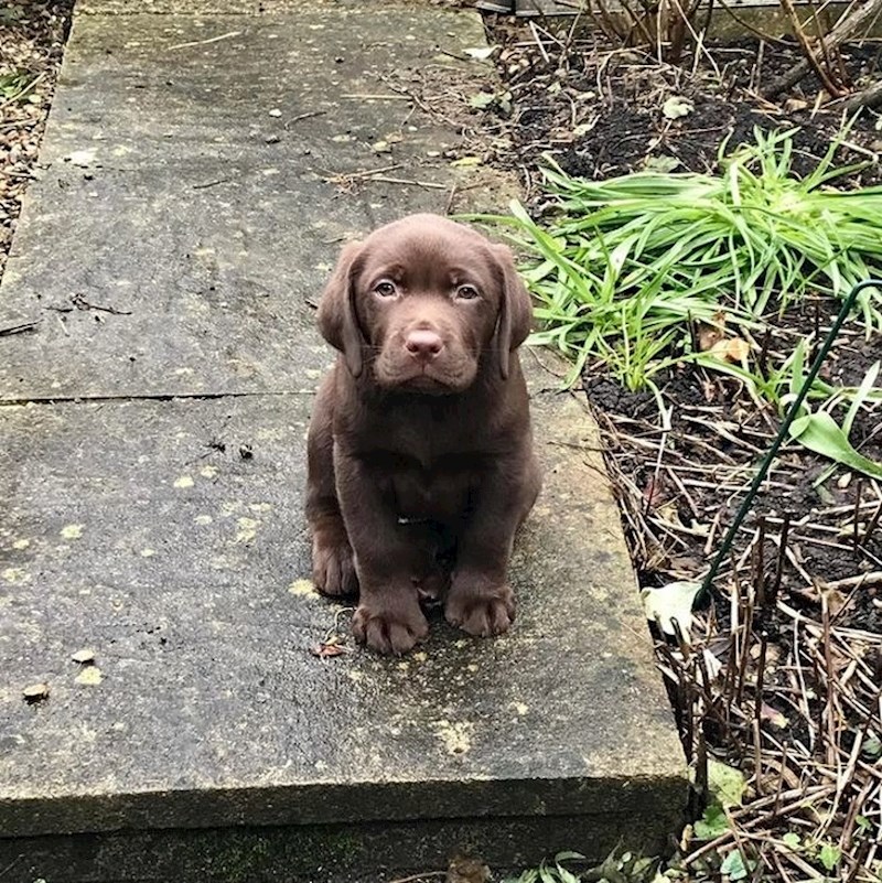 "Ja sam htio mačku, žena je htjela psa pa smo napravili kompromis i udomili Gibsona"