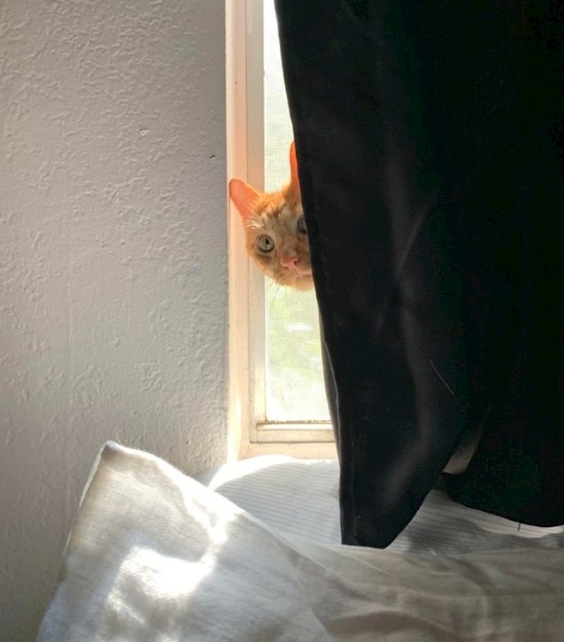 Čemu zastor koji blokira svjetlost, kada će ga mačka svako jutro pomaknuti?